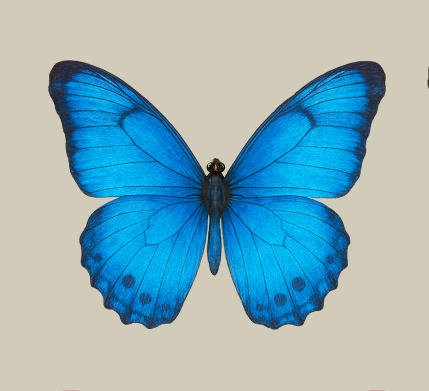 UV - Butterfly- In Loving Memory