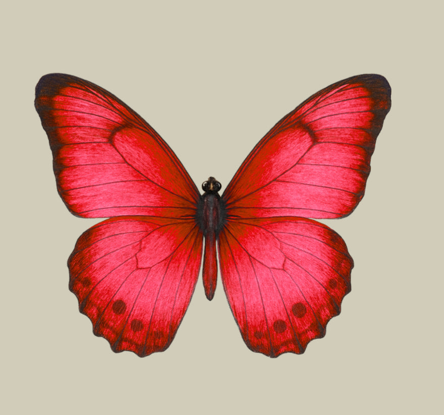 UV - Butterfly- In Loving Memory